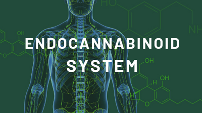 What is the endocannabinoid system (ecs) and what is its role?